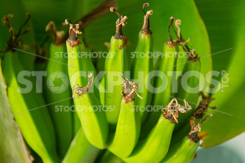 Green bananas