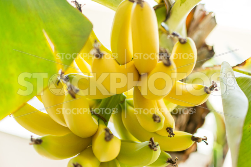 Bananas