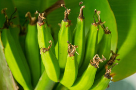 Green bananas